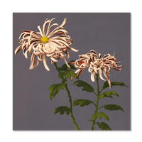 CHRYSANTHEMUM OF CHRYSANT photography print